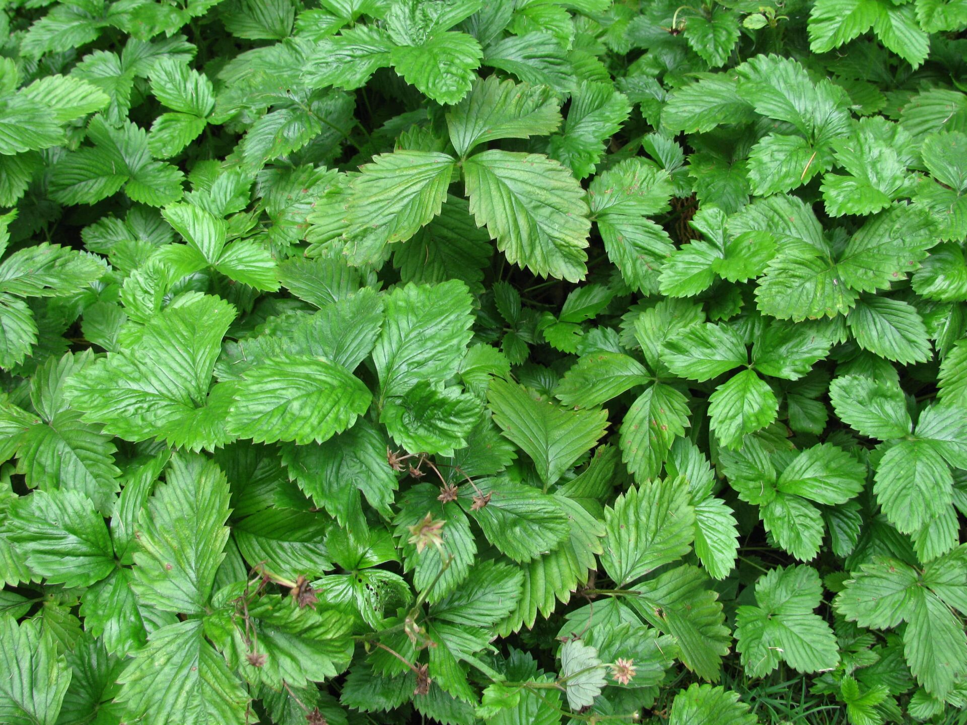 TuinMagie - Fragaria - bosaardbei