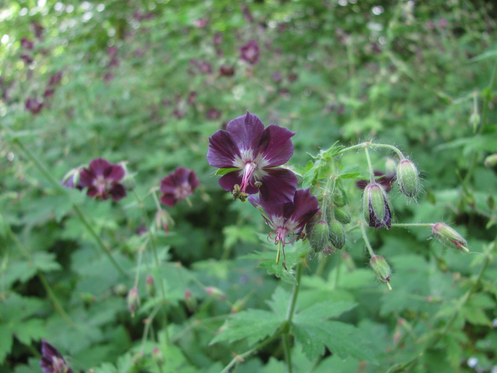 TuinMagie - Geranium phaeum - donkere ooievaarsbek