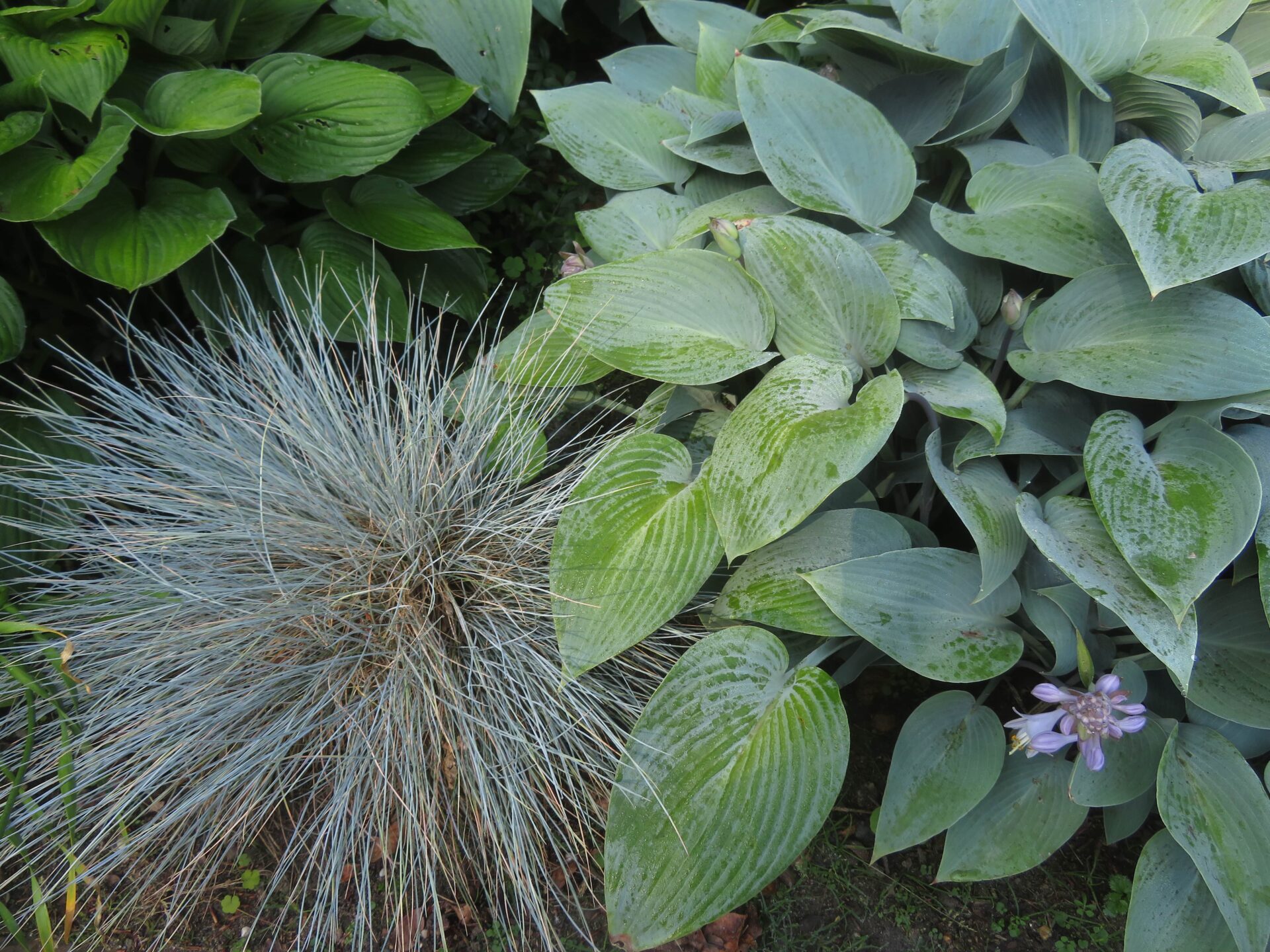 TuinMagie - Blauwgras - Hartlelie