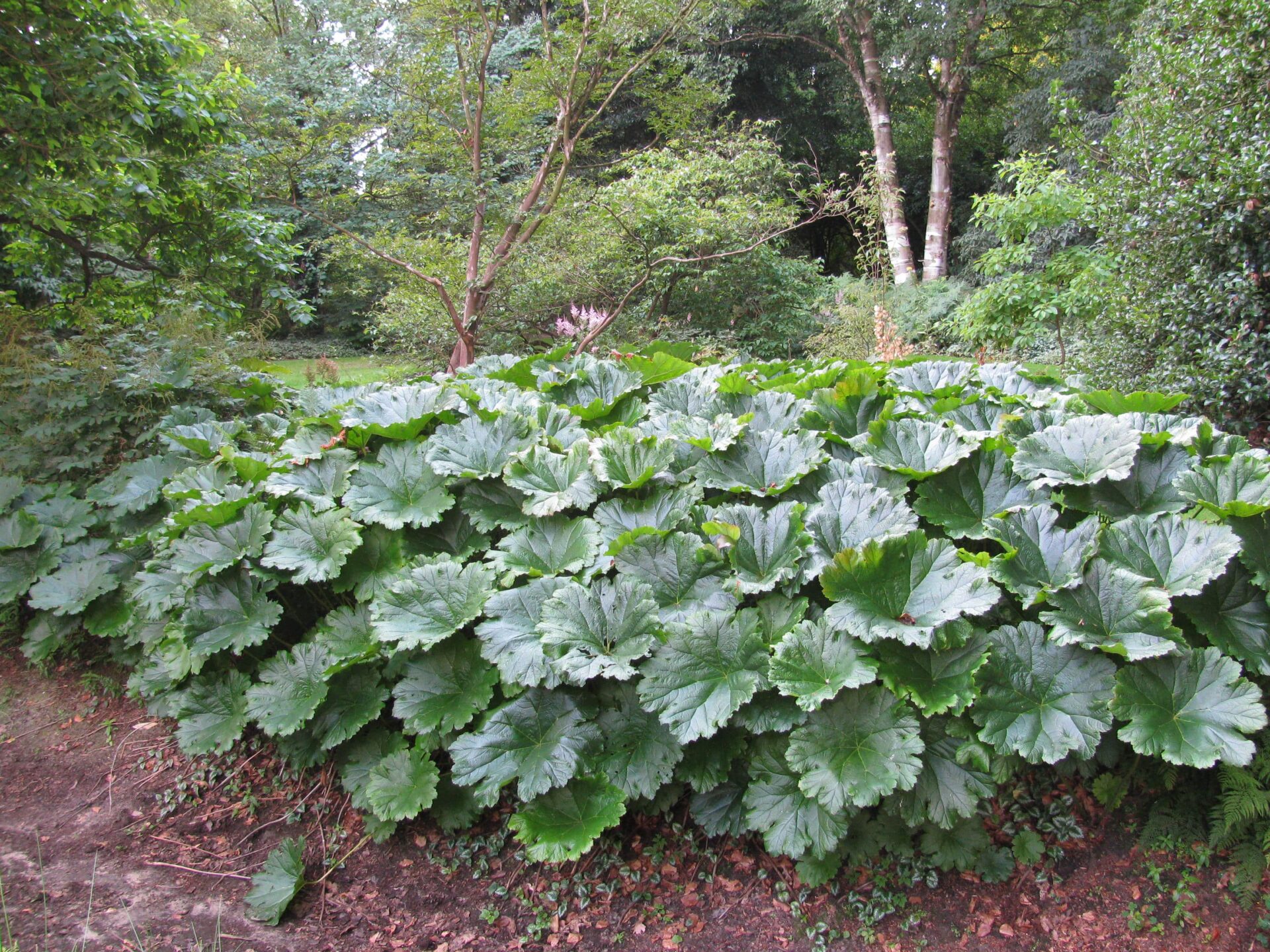 TuinMagie - Darmera peltata - schildblad