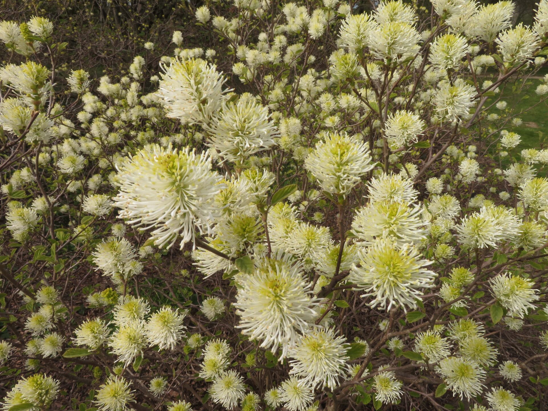 TuinMagie - Fothergilla gardenii Murray - lampepoetserstruik