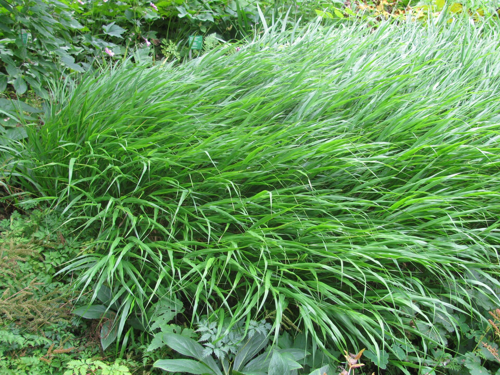 TuinMagie - Hakonechloa macra