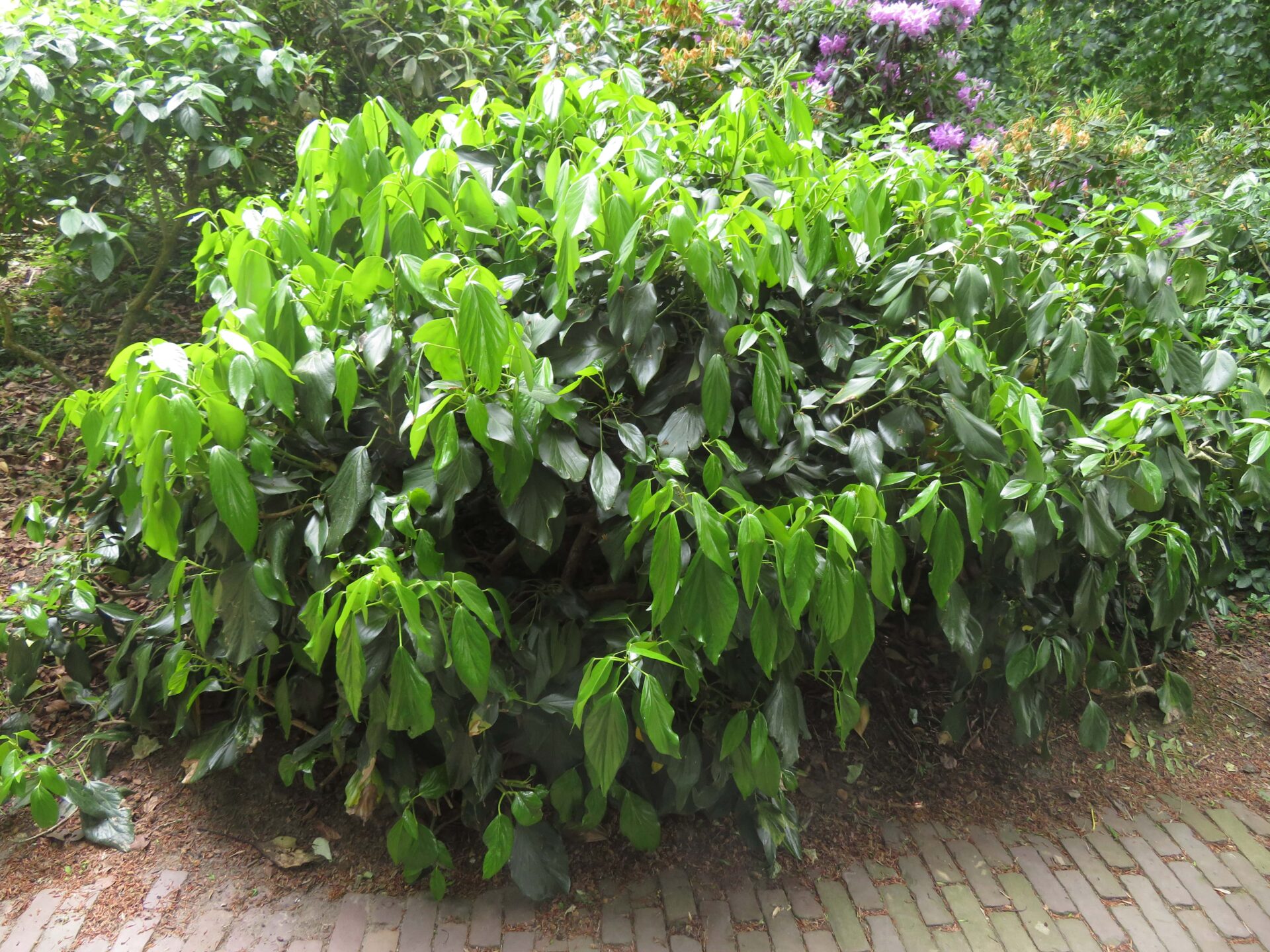 TuinMagie - Hedera colchica Arborescens - struikklimop