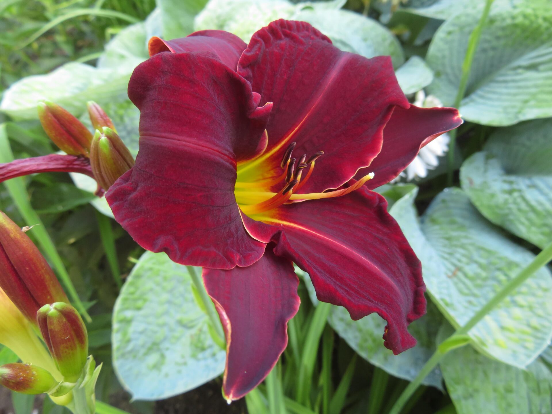 TuinMagie - Hemerocallis 'Ed Murray' - daglelie