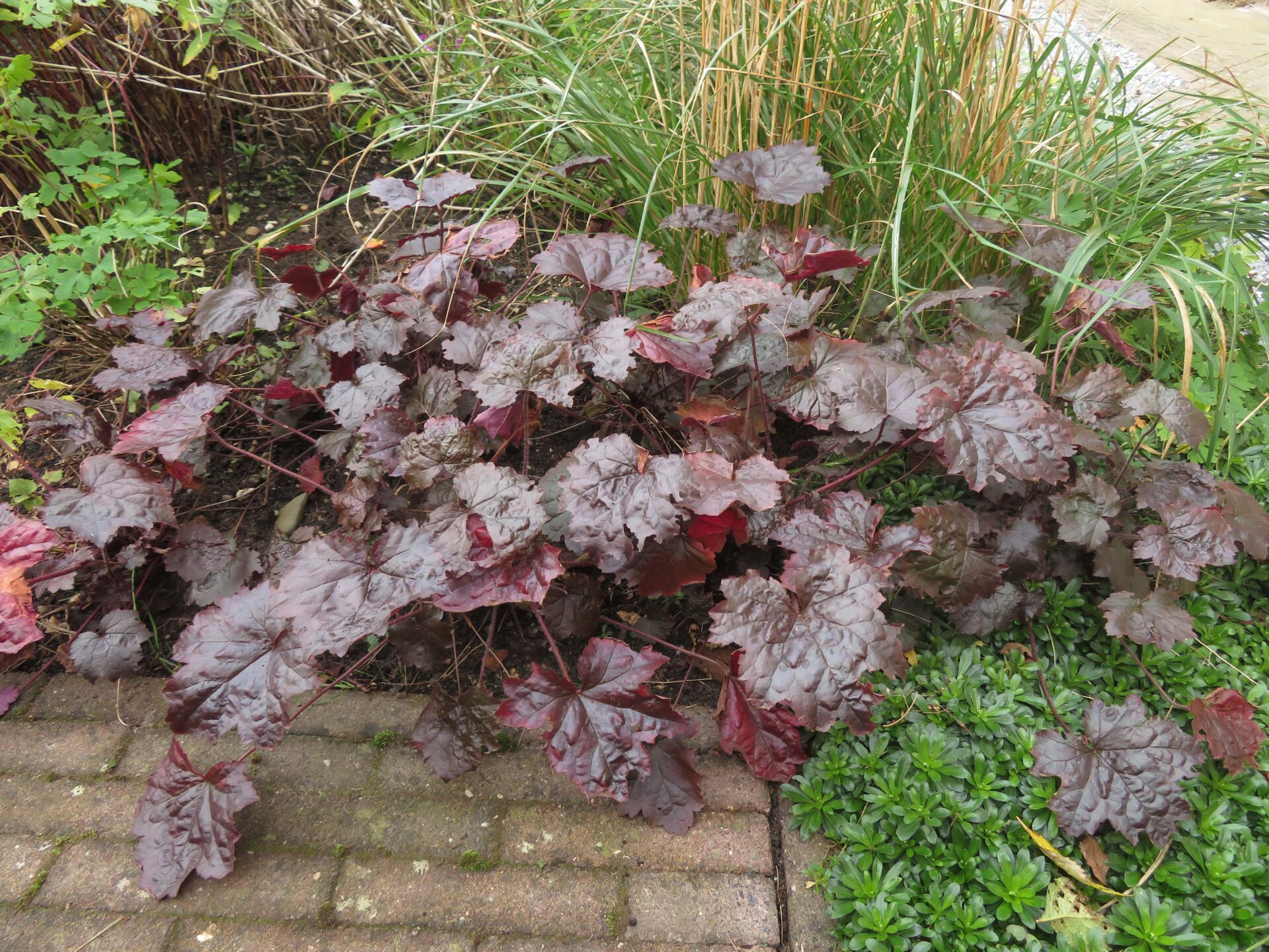 TuinMagie - Heuchera Blackout - purperklokje