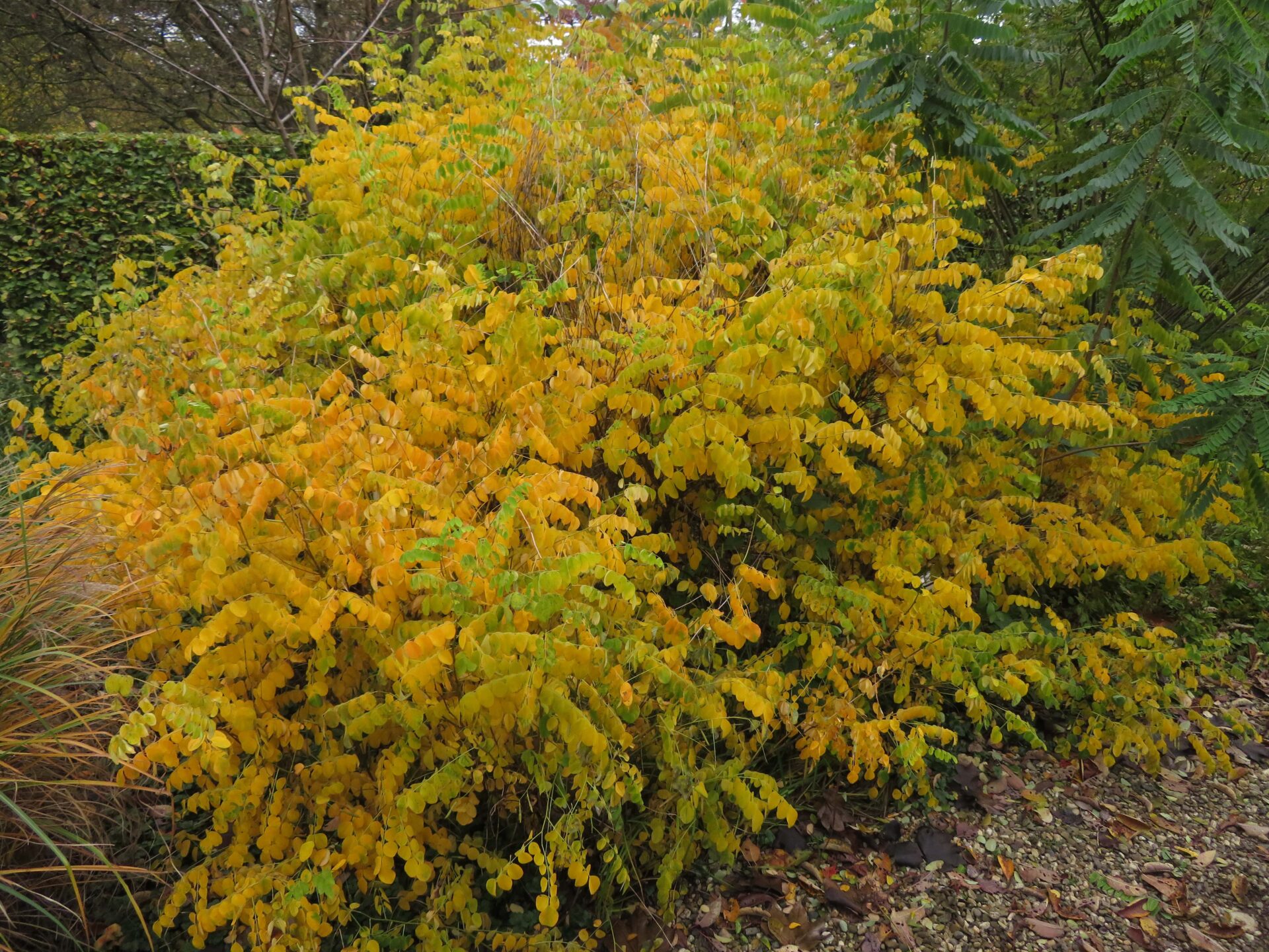 TuinMagie - Indigofera kirilowii - indigostruik