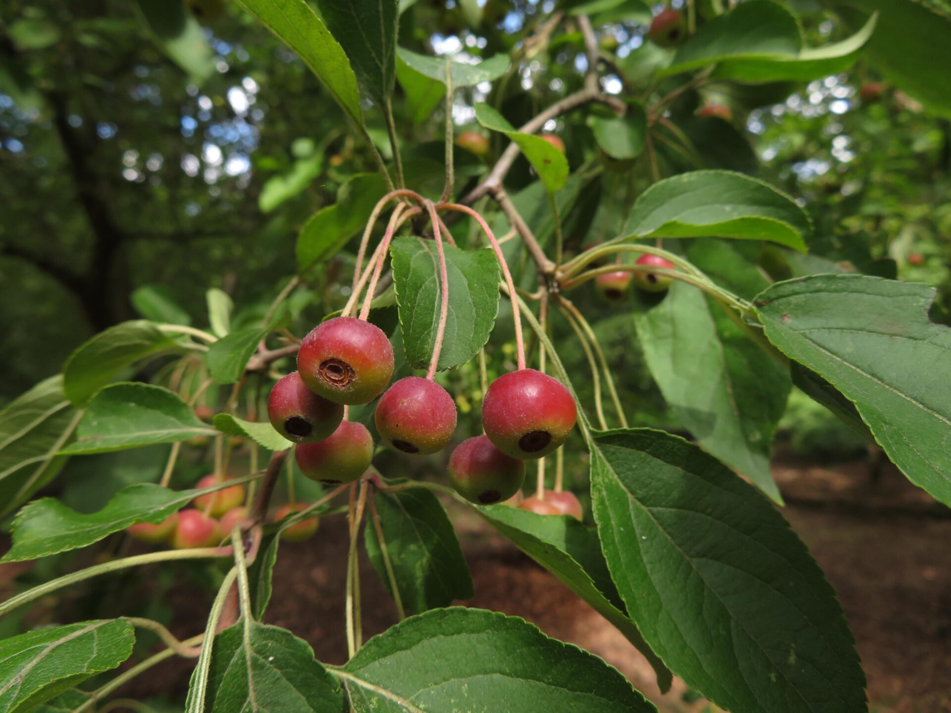 TuinMagie - Malus hupehensis - appel