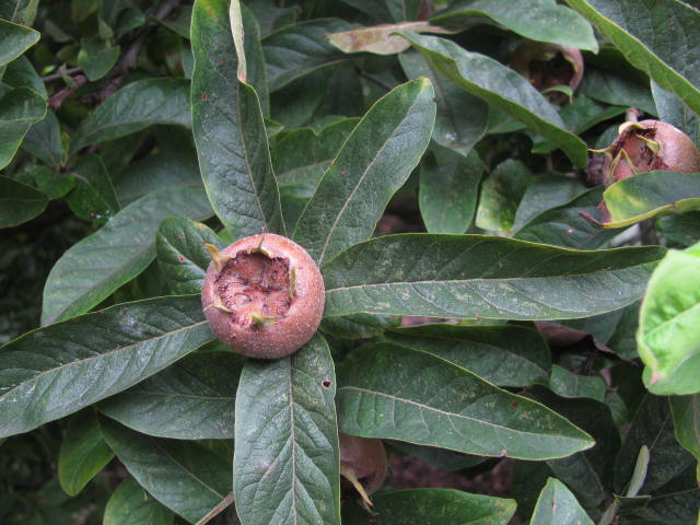TuinMagie - Mespilus germanica - mispel