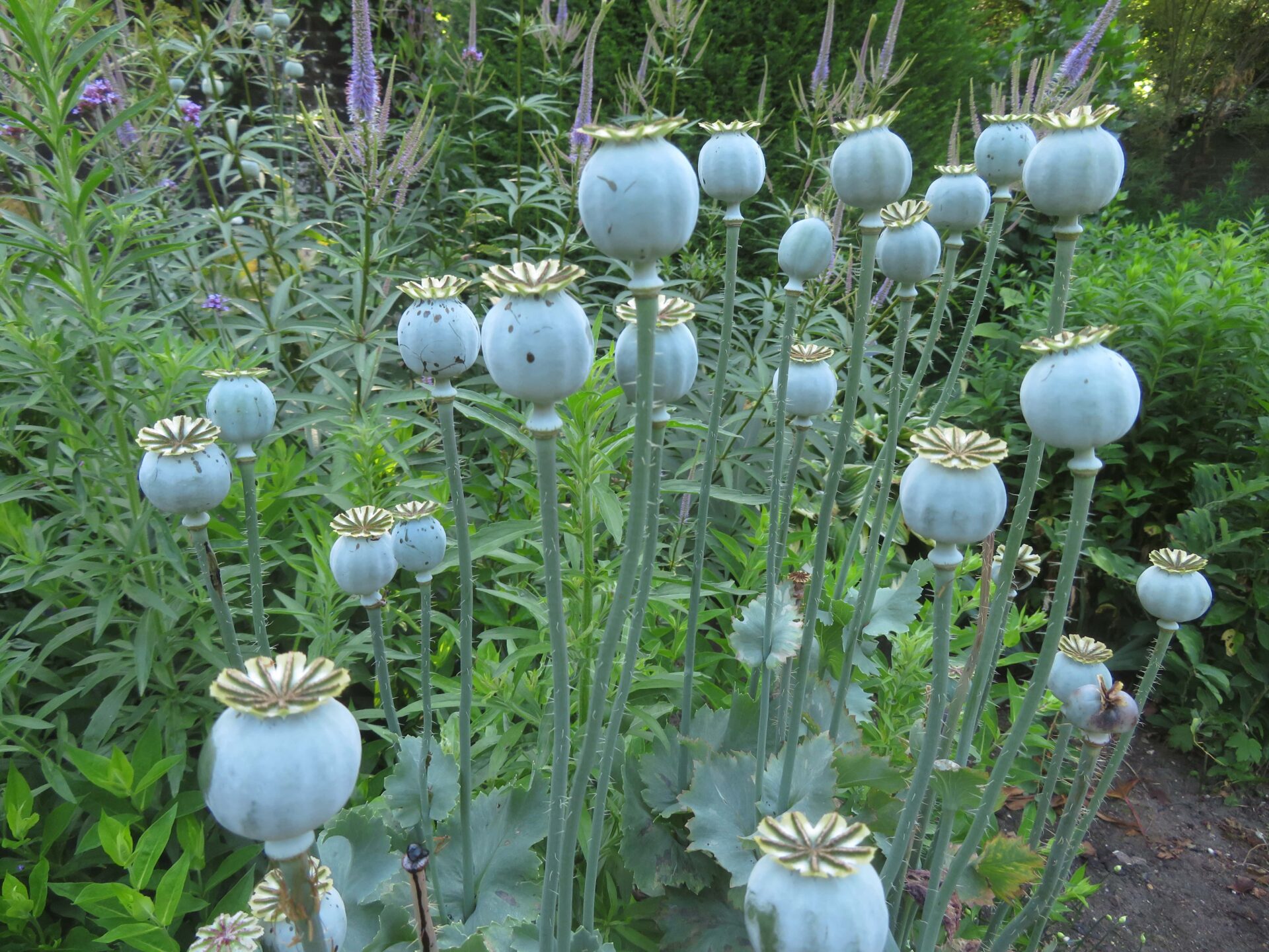 TuinMagie - Papaver somniferum - slaapbol