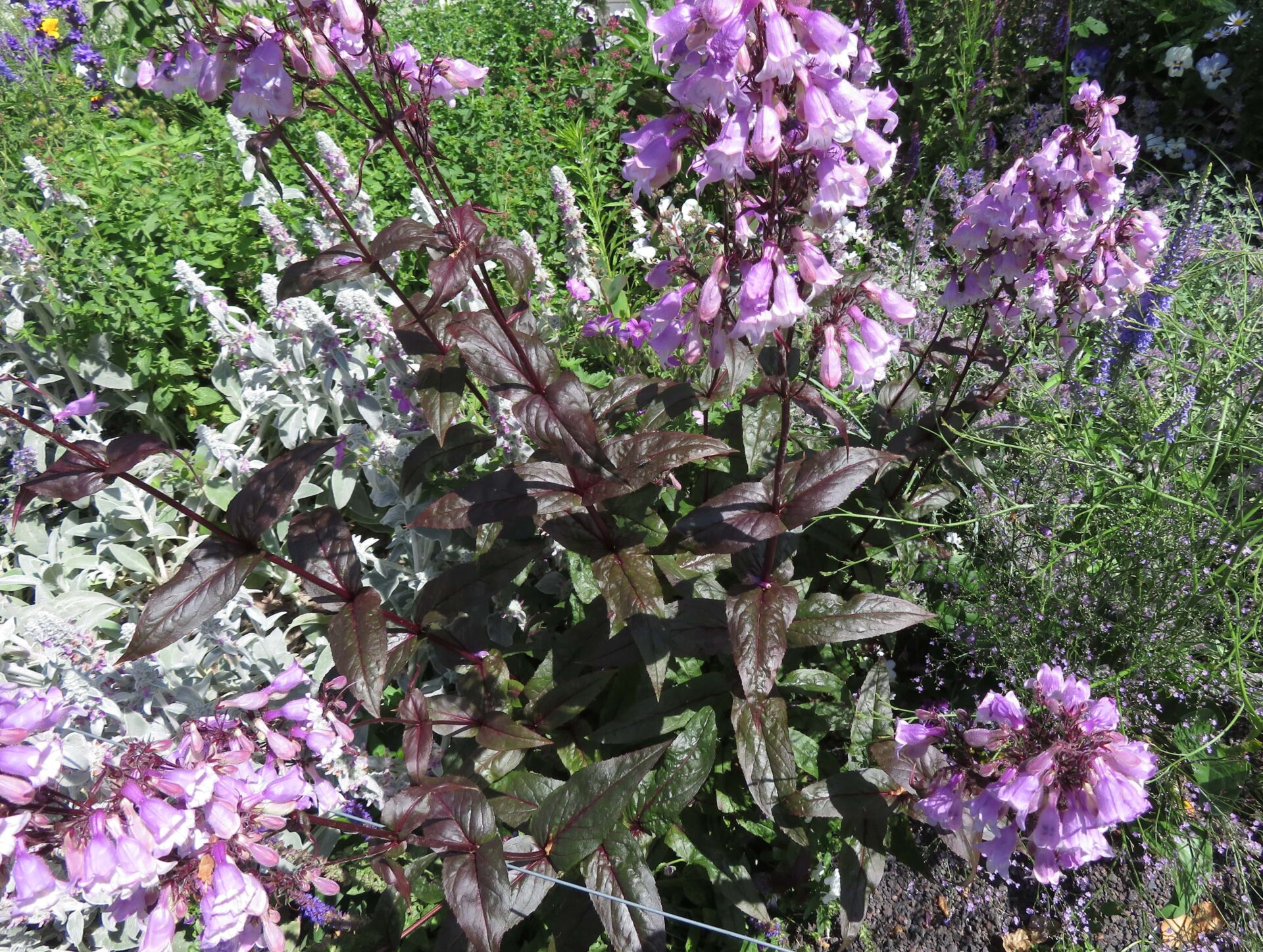 TuinMagie - Penstemon Husker Red - slangenkop