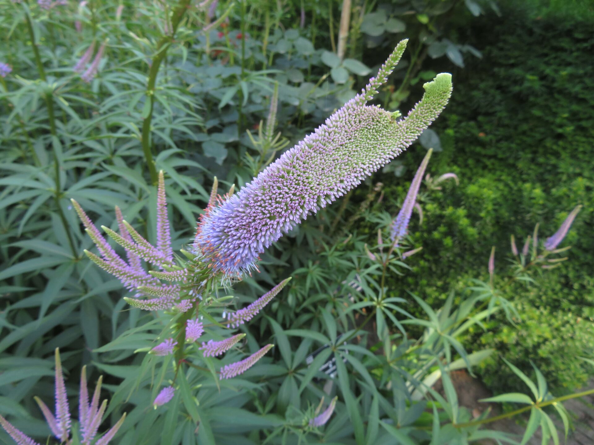 TuinMagie - Veronicastrum virginicum 'Fascination' - Virginische ereprijs