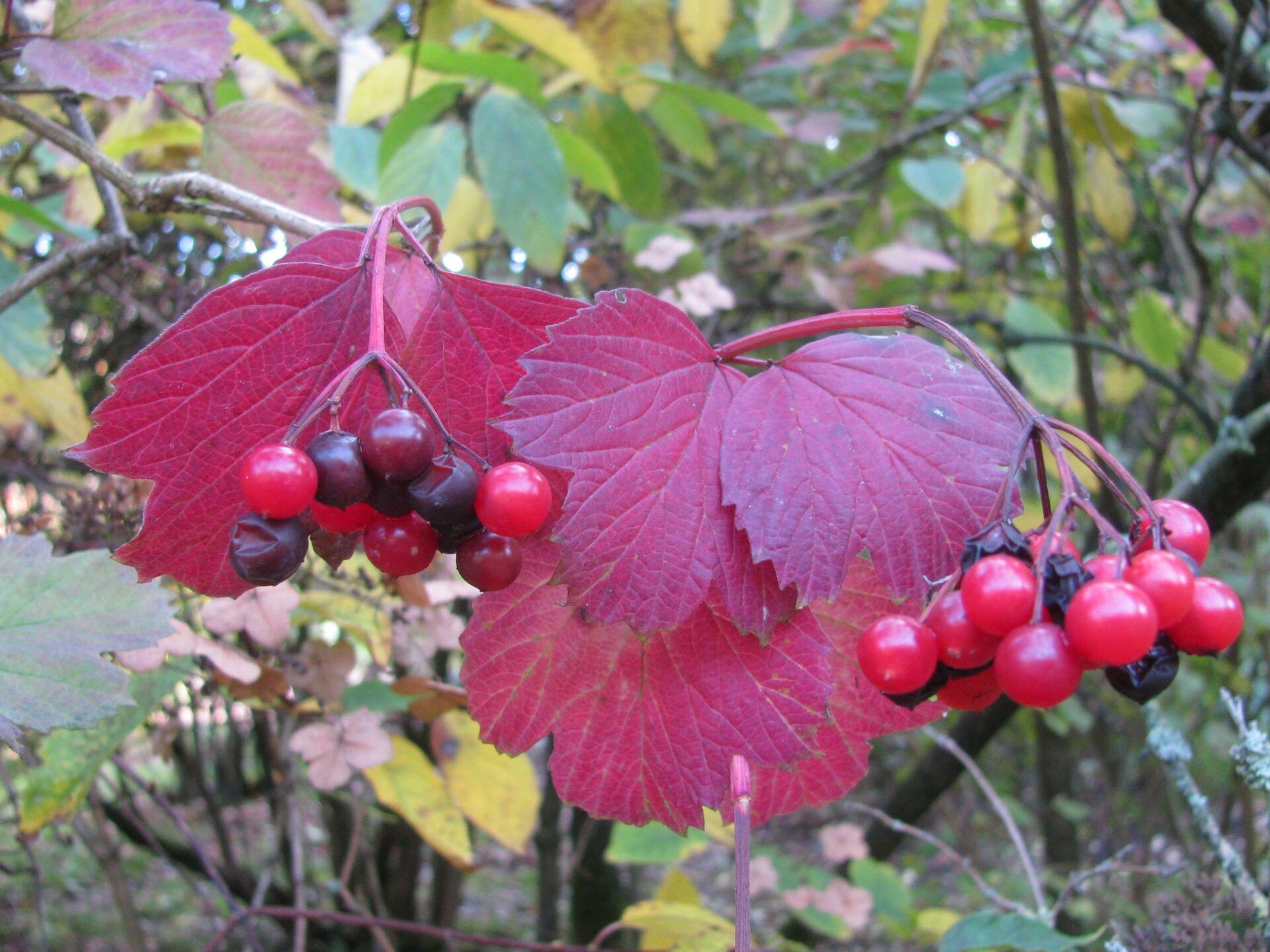 TuinMagie - Viburnum opulus - Gelderse roos